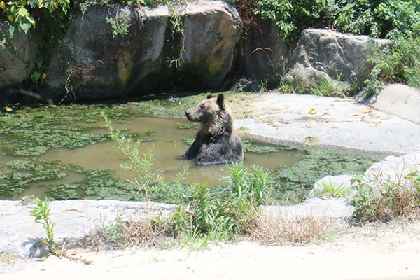 風呂熊